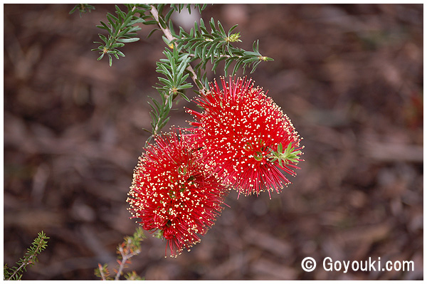 Crimson Kunzea